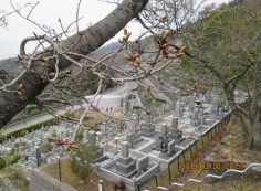 階段墓域・3番枝道「桜」風景