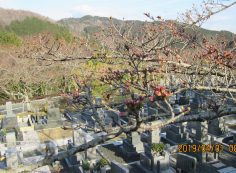 階段墓域・5区1番墓所「桜」風景