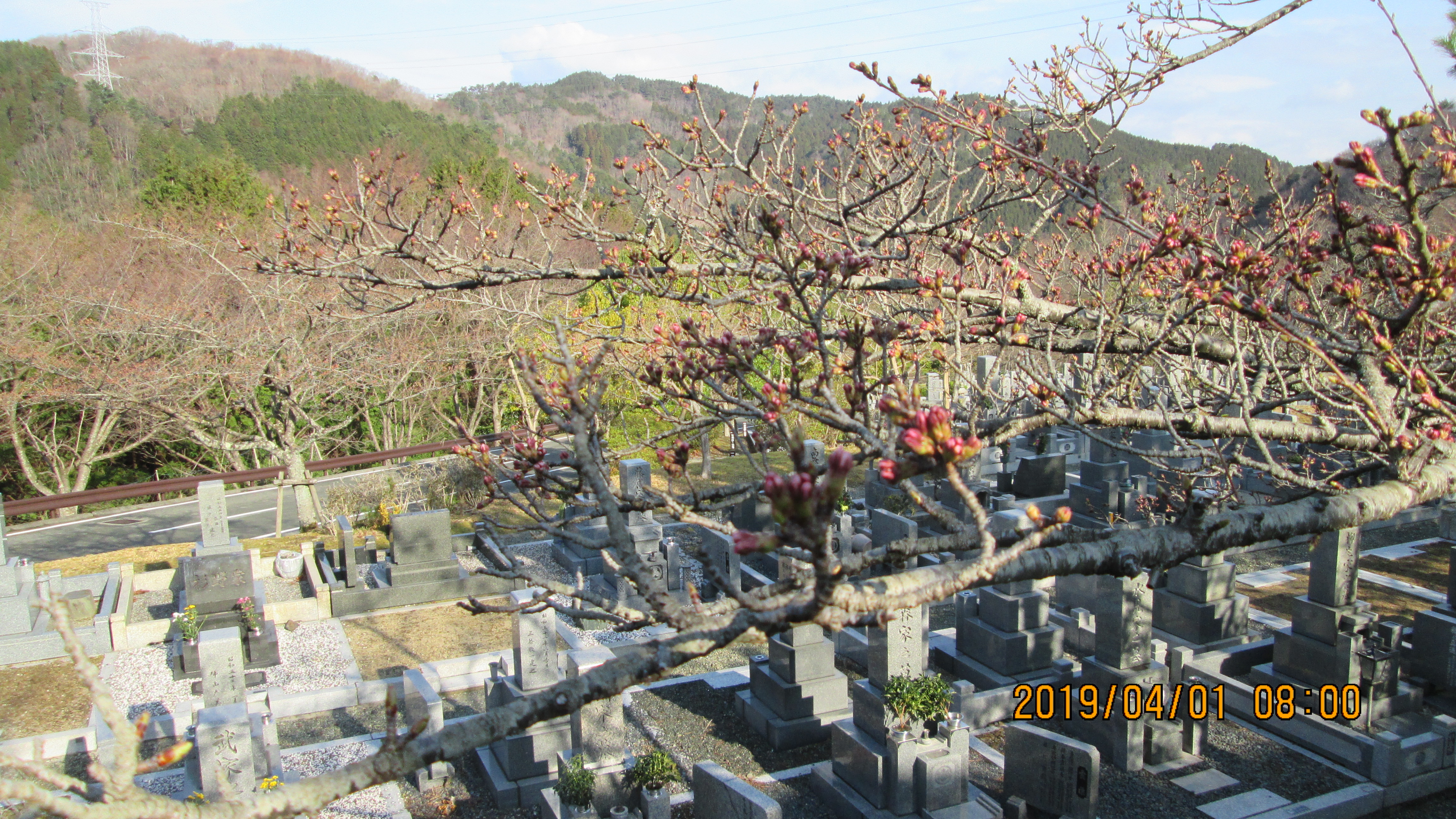 階段墓域・5区1番墓所「桜」風景