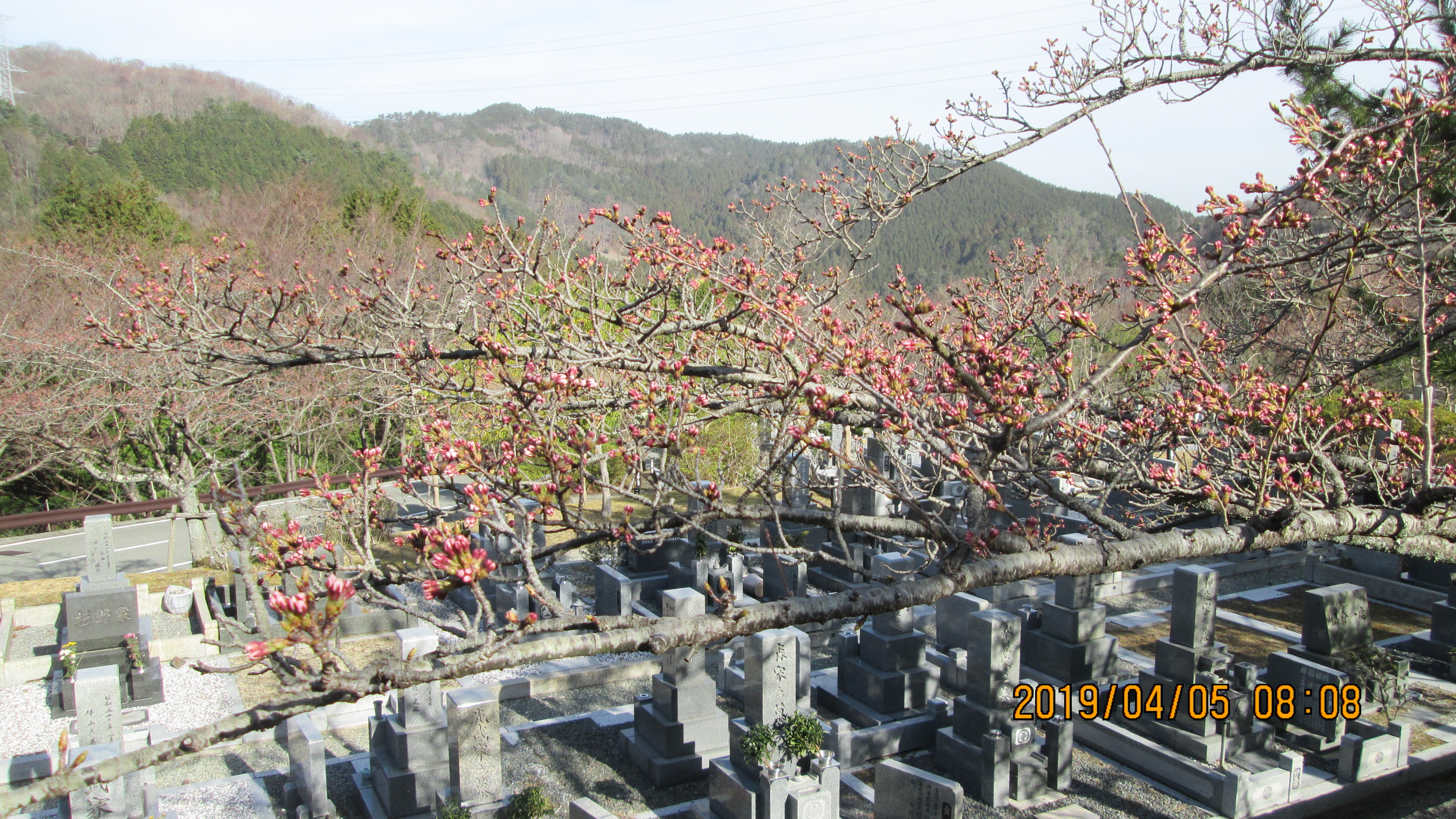 階段墓域・5区1番墓所「桜」風景