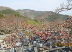 階段墓域・5区1番墓所「桜」情報