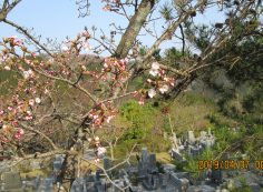  階段墓域・5区1番墓所「桜」風景