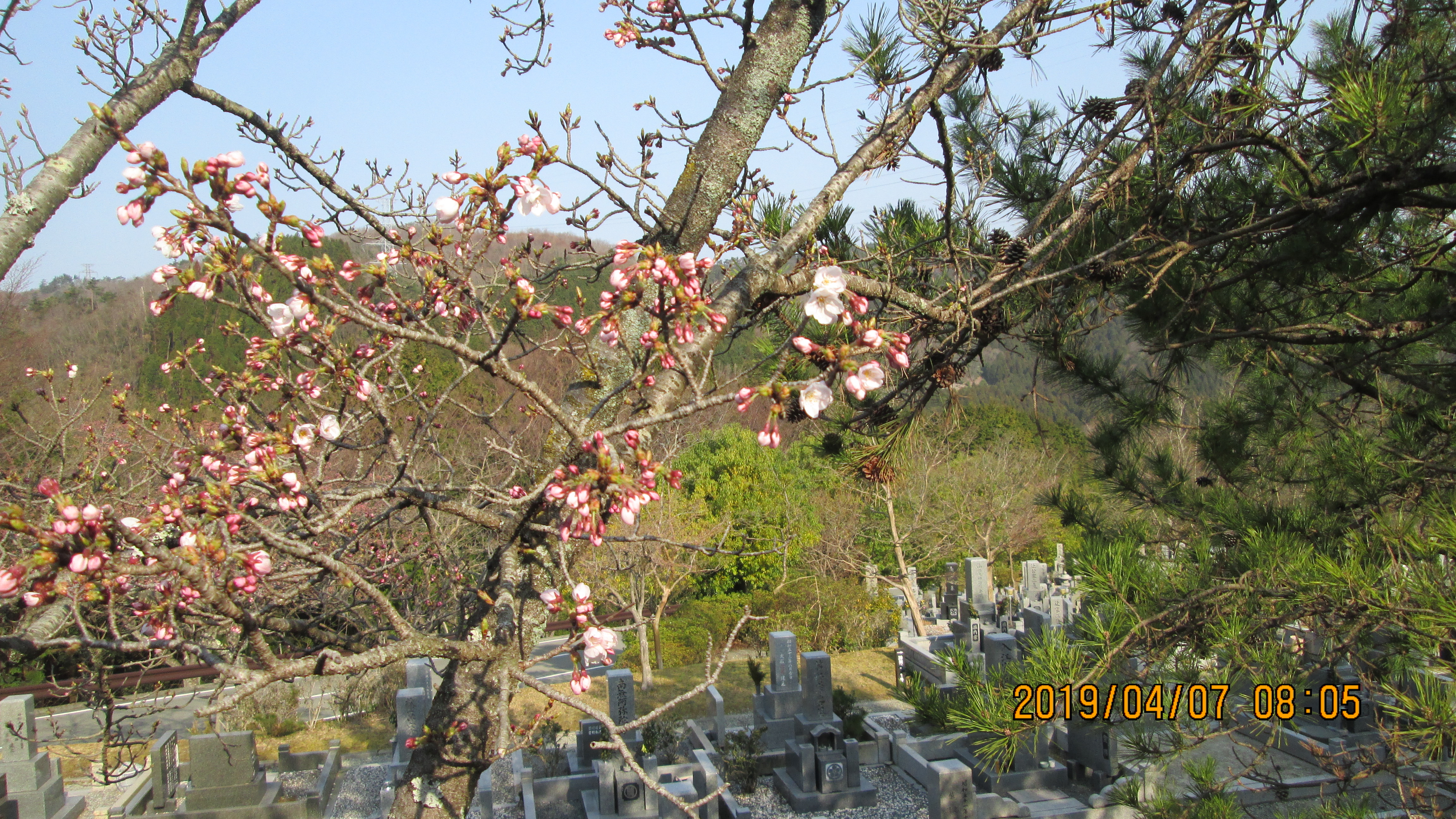  階段墓域・5区1番墓所「桜」風景
