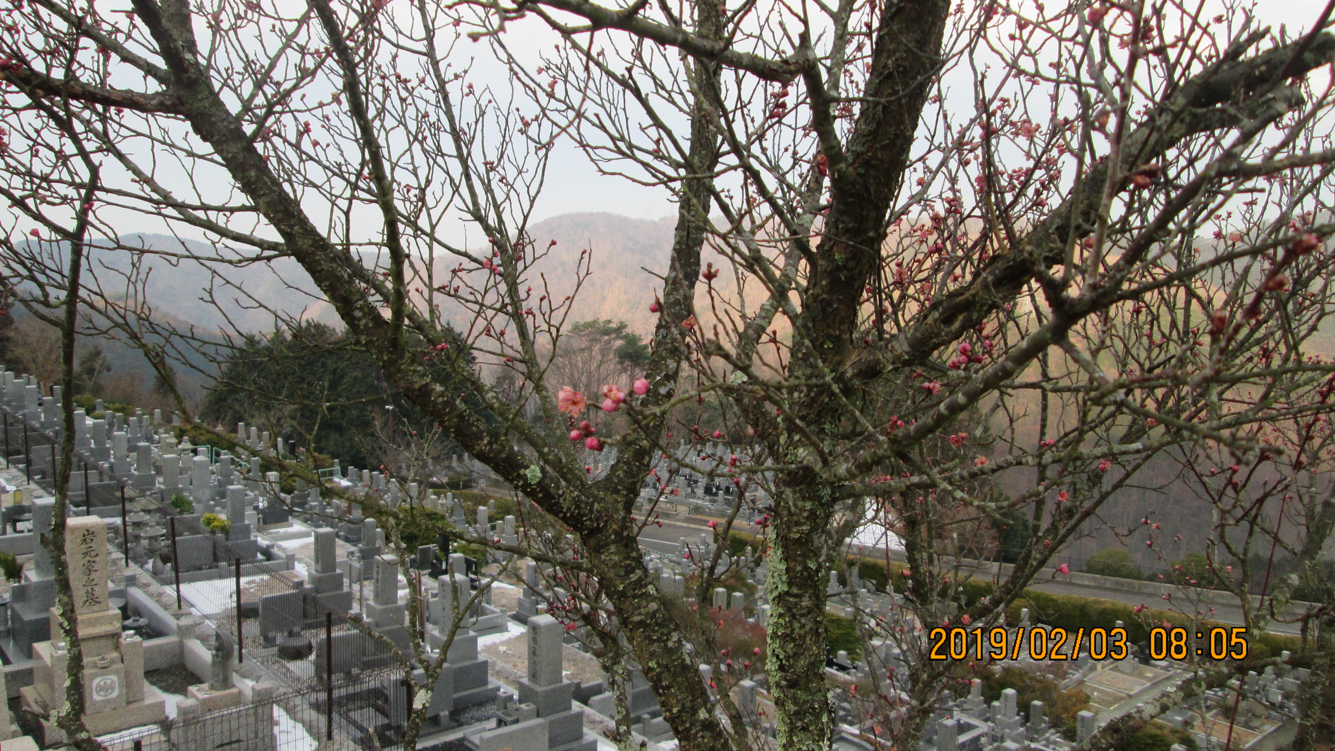 梅の花_開花情報 