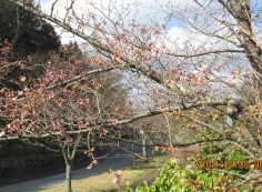 一般墓域・10区8番枝道「桜」風景