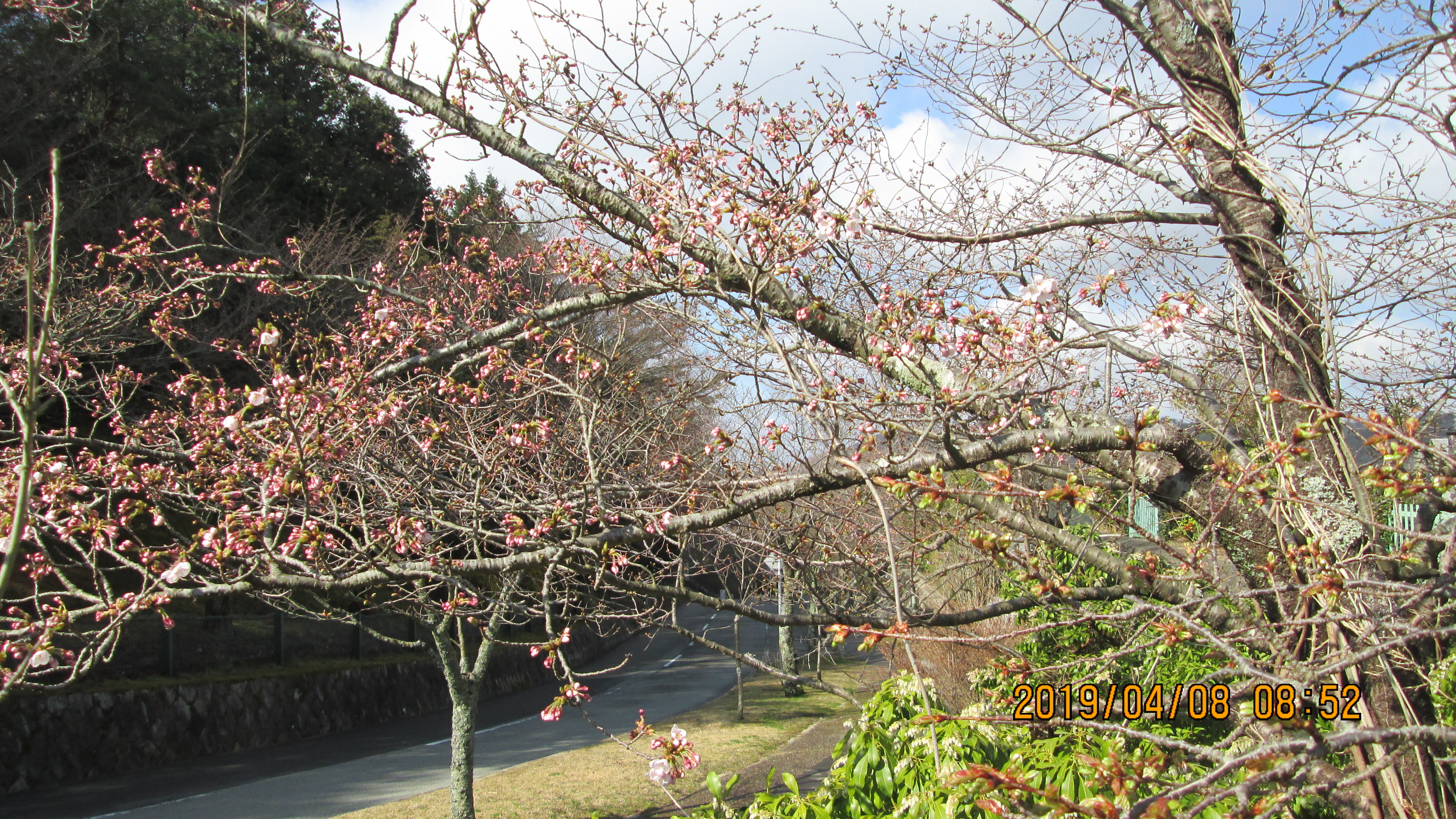 一般墓域・10区8番枝道「桜」風景