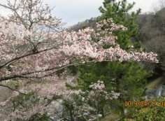 バス通り・5区1番墓所駐車場「桜」