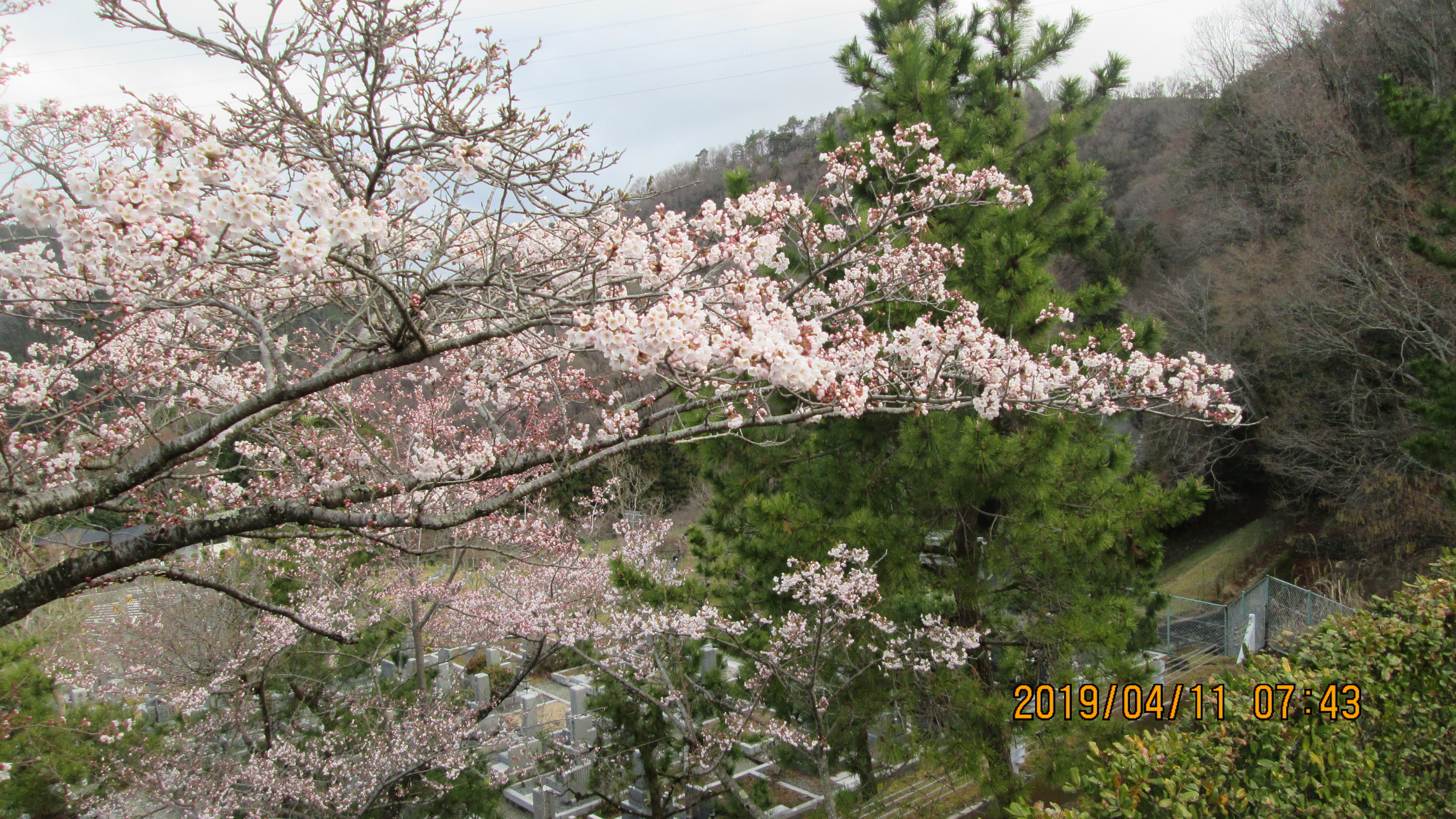 バス通り・5区1番墓所駐車場「桜」