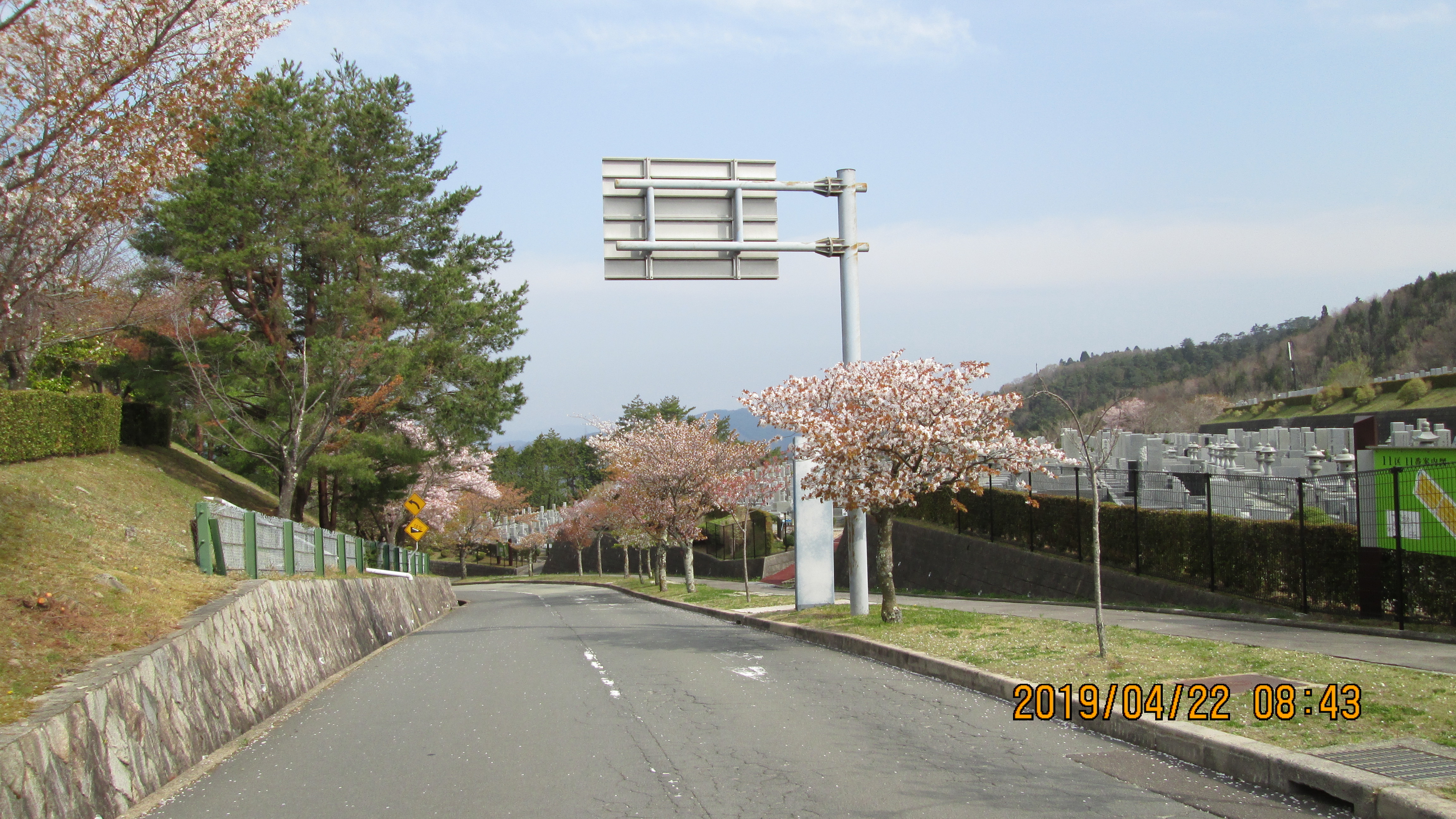 バス通り・11区10番前「桜並木