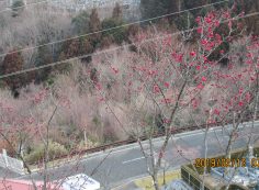 階段墓所・2番枝道「梅の花」風景