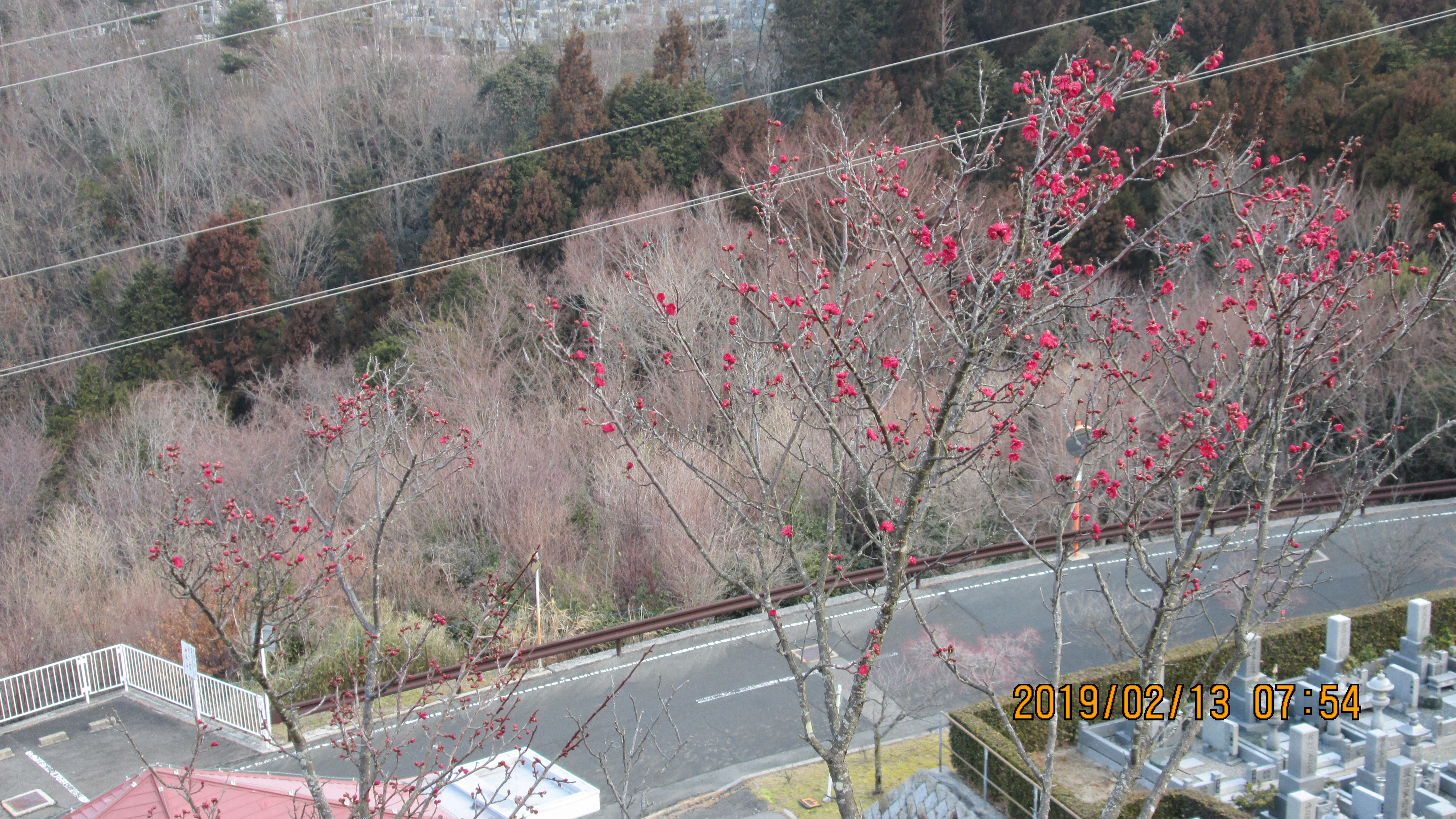 階段墓所・2番枝道「梅の花」風景