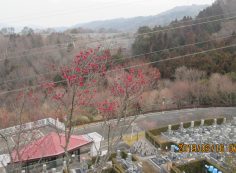 「梅の花・開花写真」