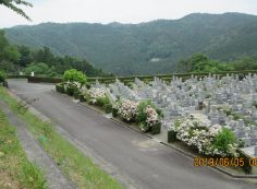 一般墓域・10区5番墓所枝道～撮影