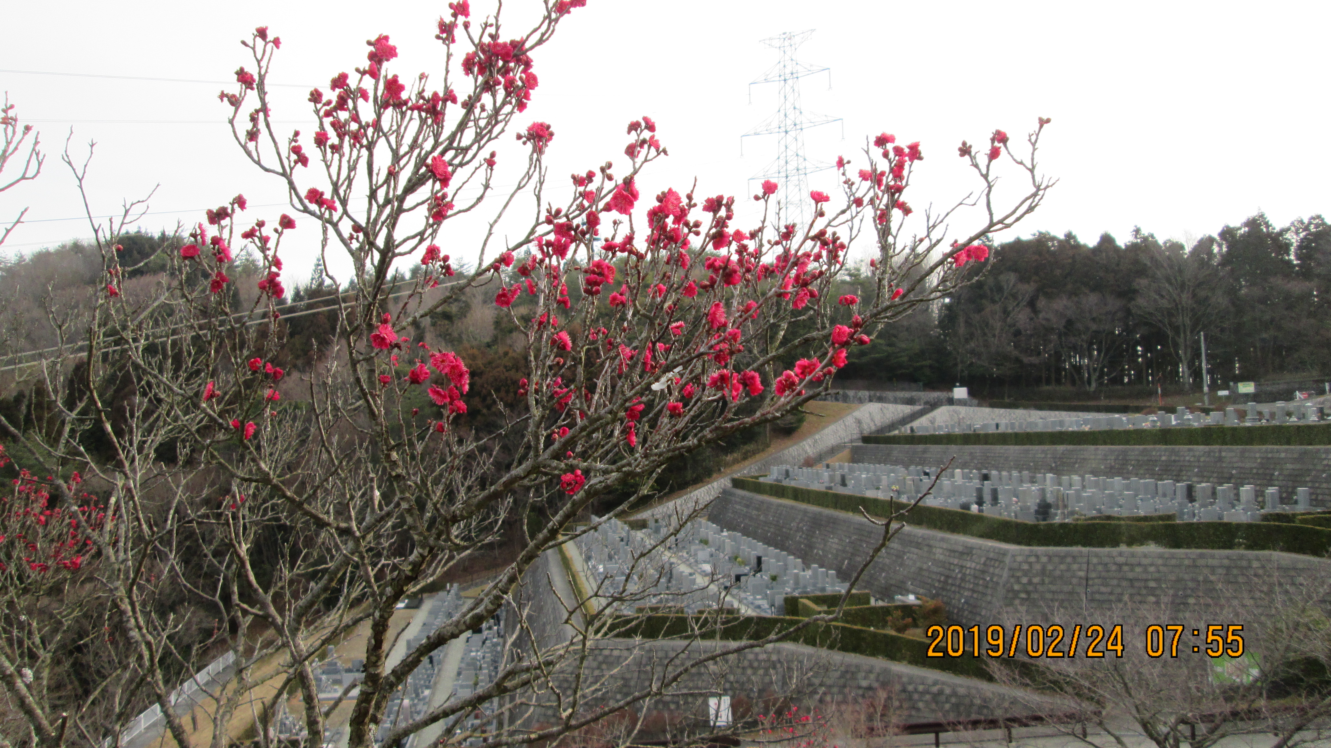 2番枝道「梅の花開花」写真