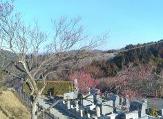 階段墓所・2番枝道風景「梅の花」