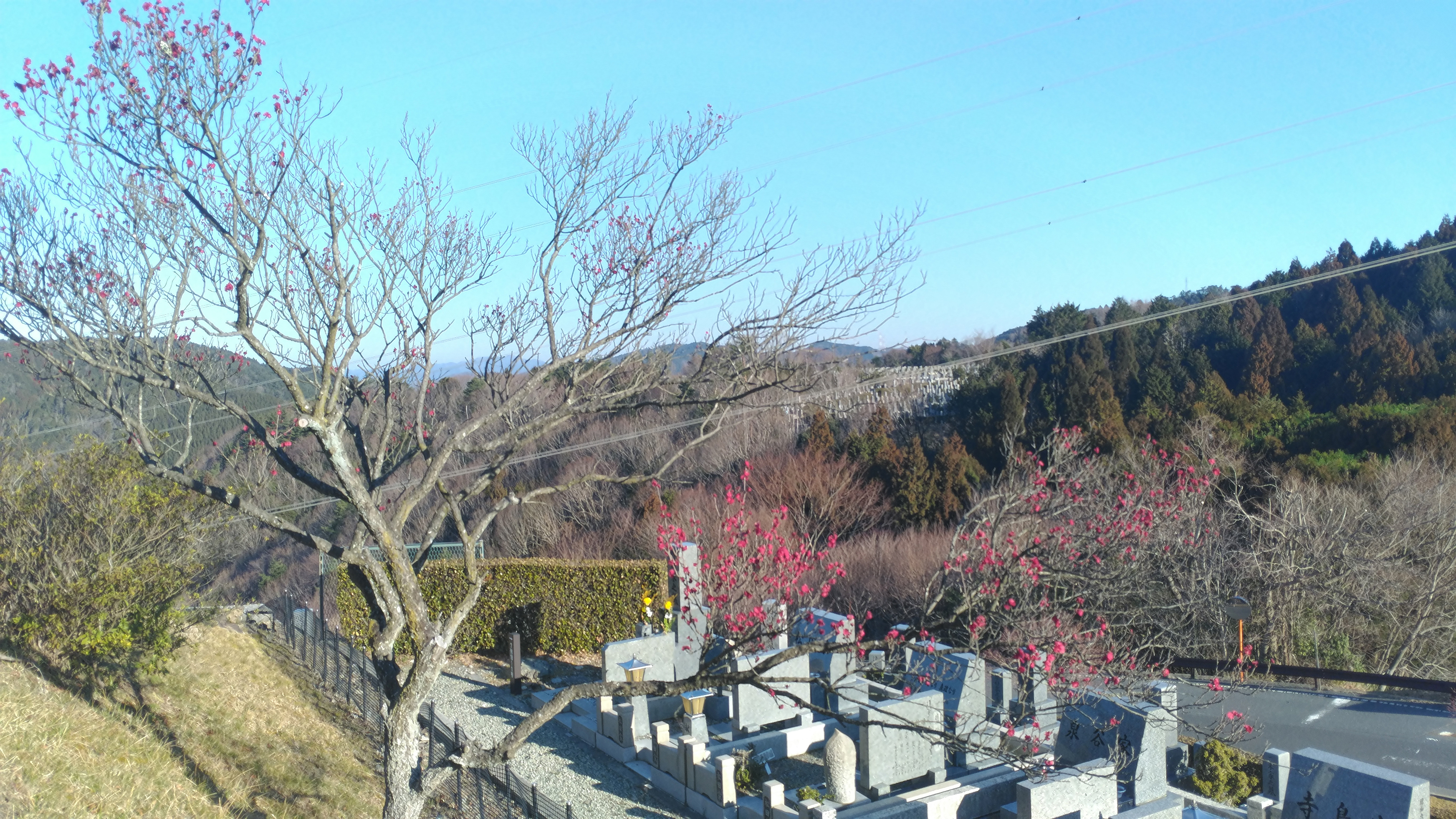 階段墓所・2番枝道風景「梅の花」