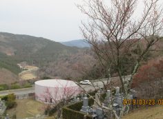 階段墓域・2番枝道「梅の花」風景
