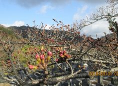 バス通り・5区1番墓所「桜」風景