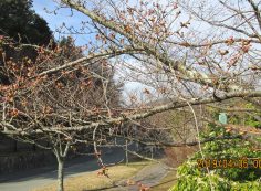 一般墓域・10区8番枝道「桜」風景