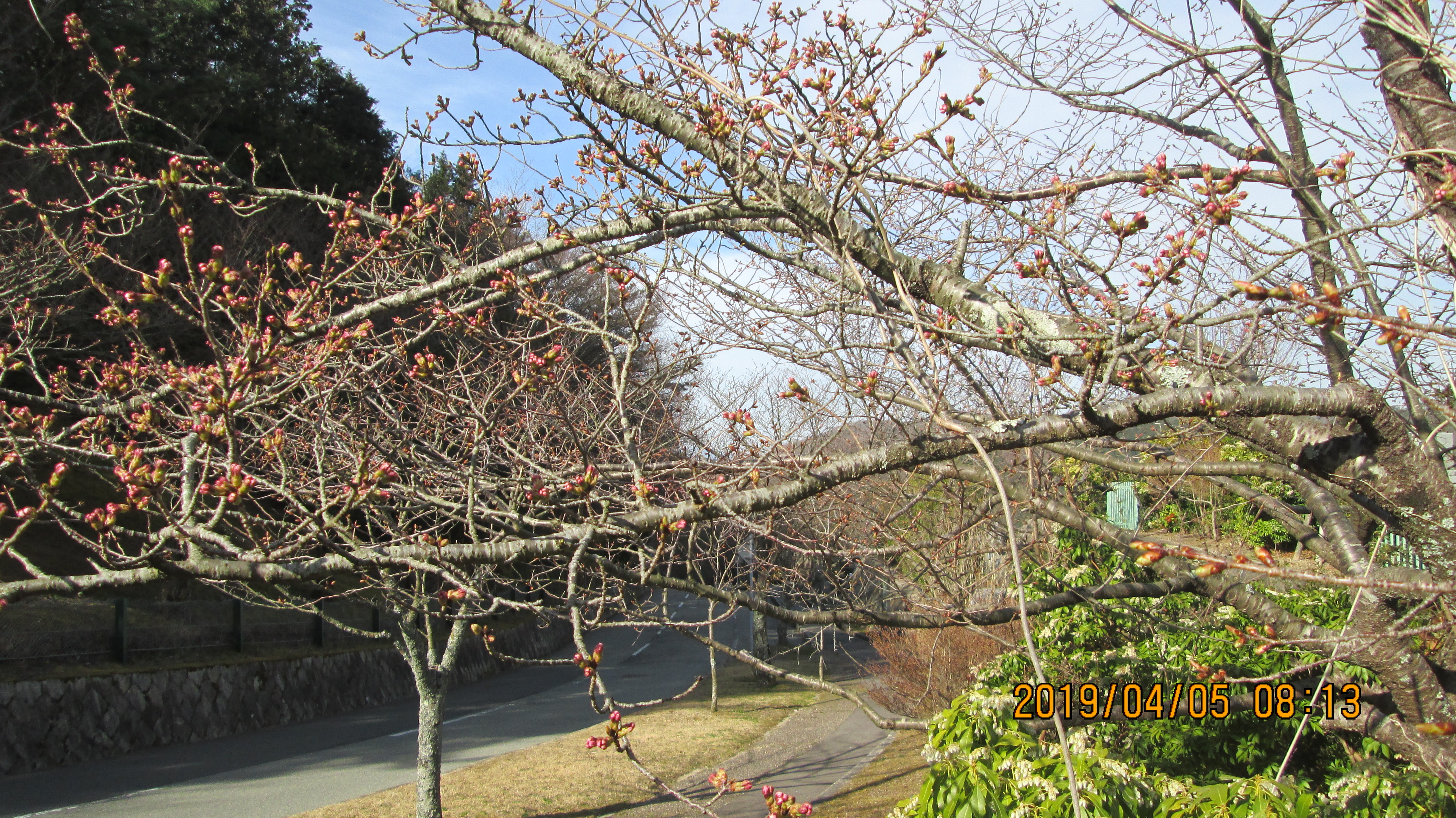 一般墓域・10区8番枝道「桜」風景