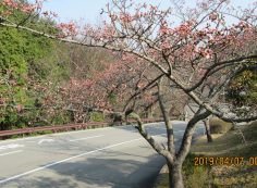 バス通り・5区1番墓所「桜」風景