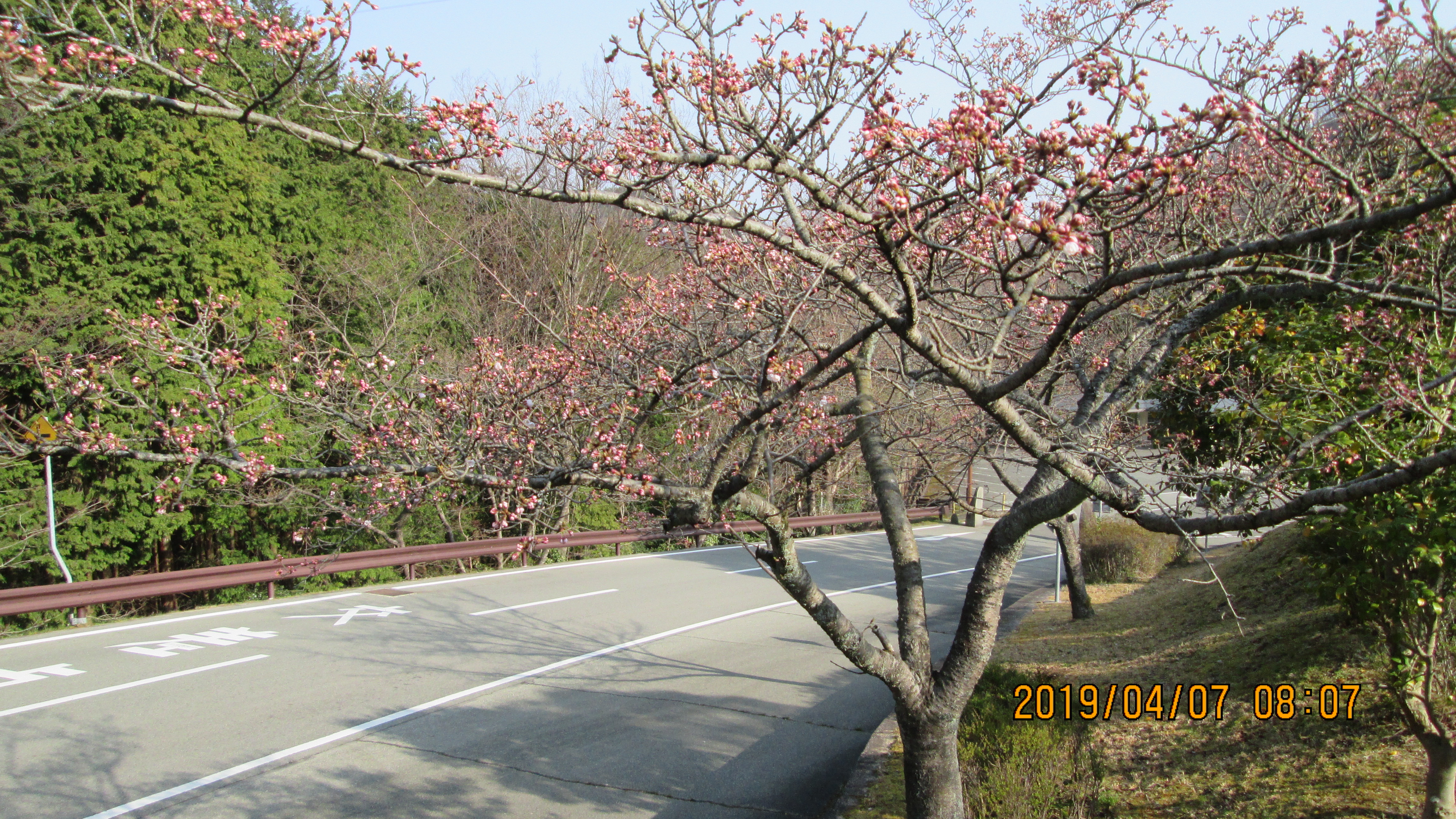 バス通り・5区1番墓所「桜」風景