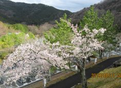 階段墓域・5区2番墓所～風景