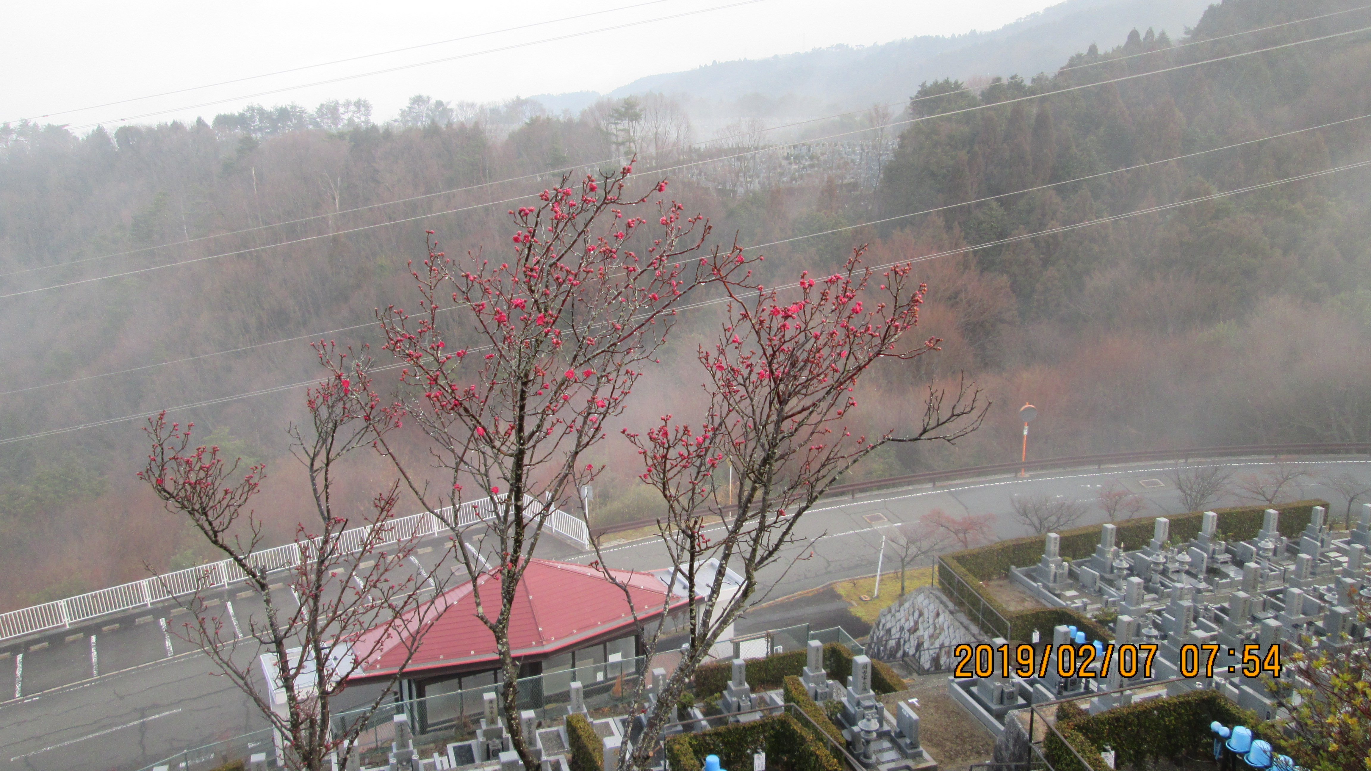 階段墓所：8区3番墓域「梅の花」