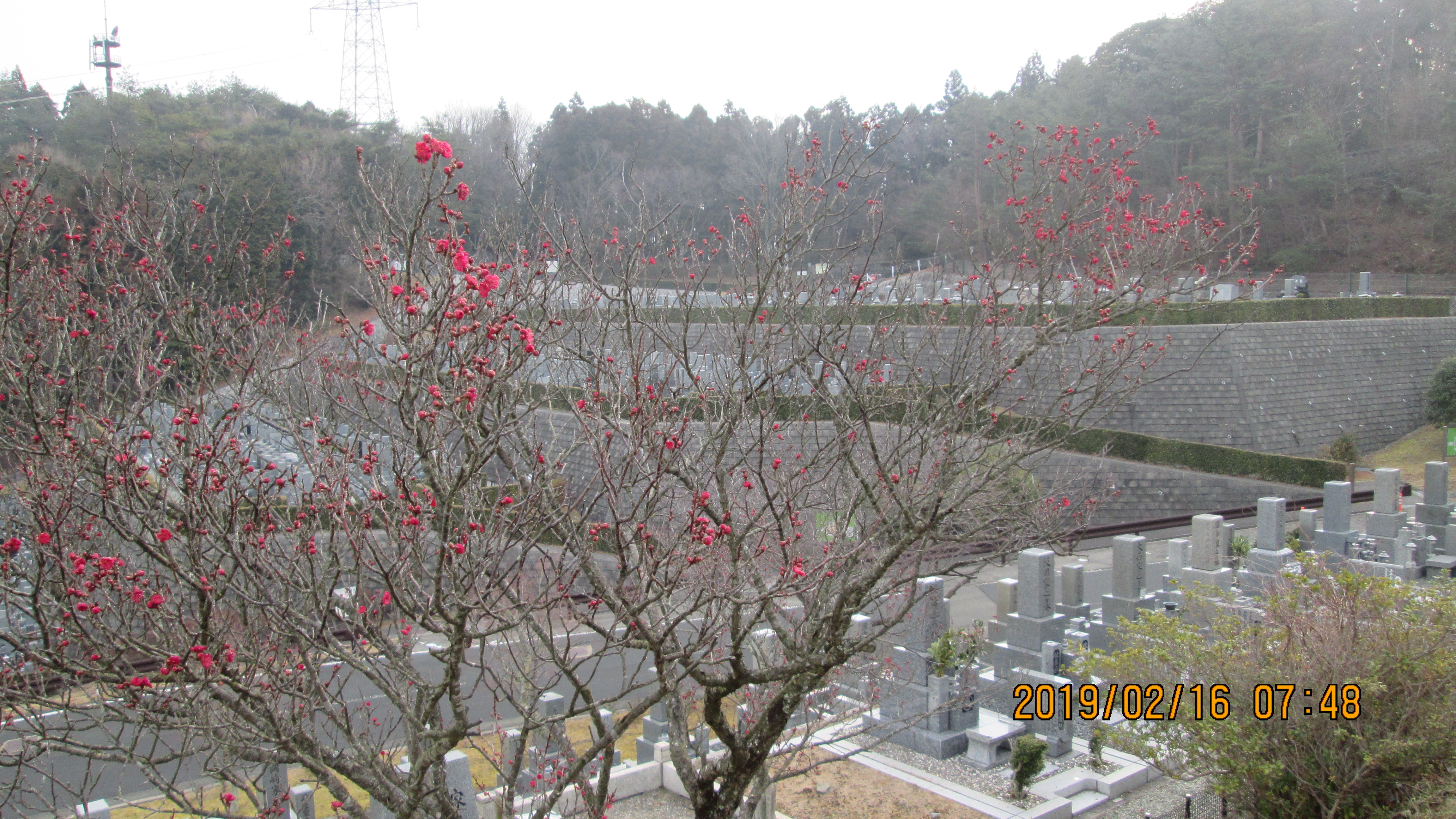 「梅の花・開花写真」