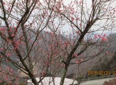 3番枝道「梅の花」開花写真