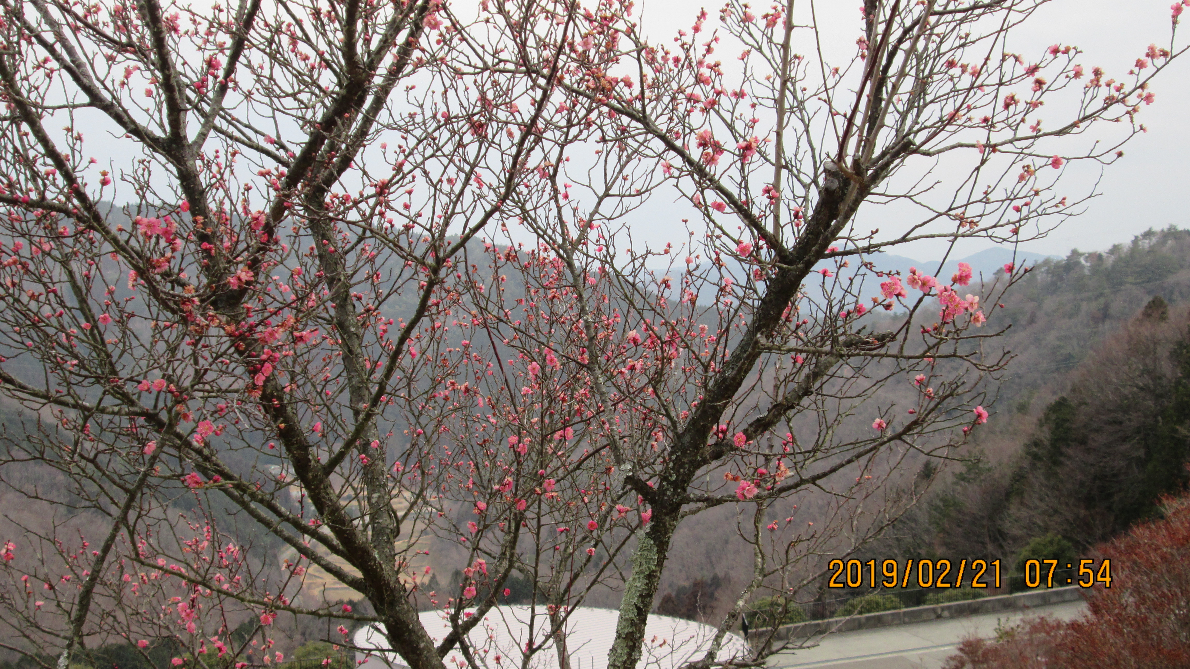 3番枝道「梅の花」開花写真