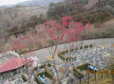 2番枝道～「梅の花」開花写真