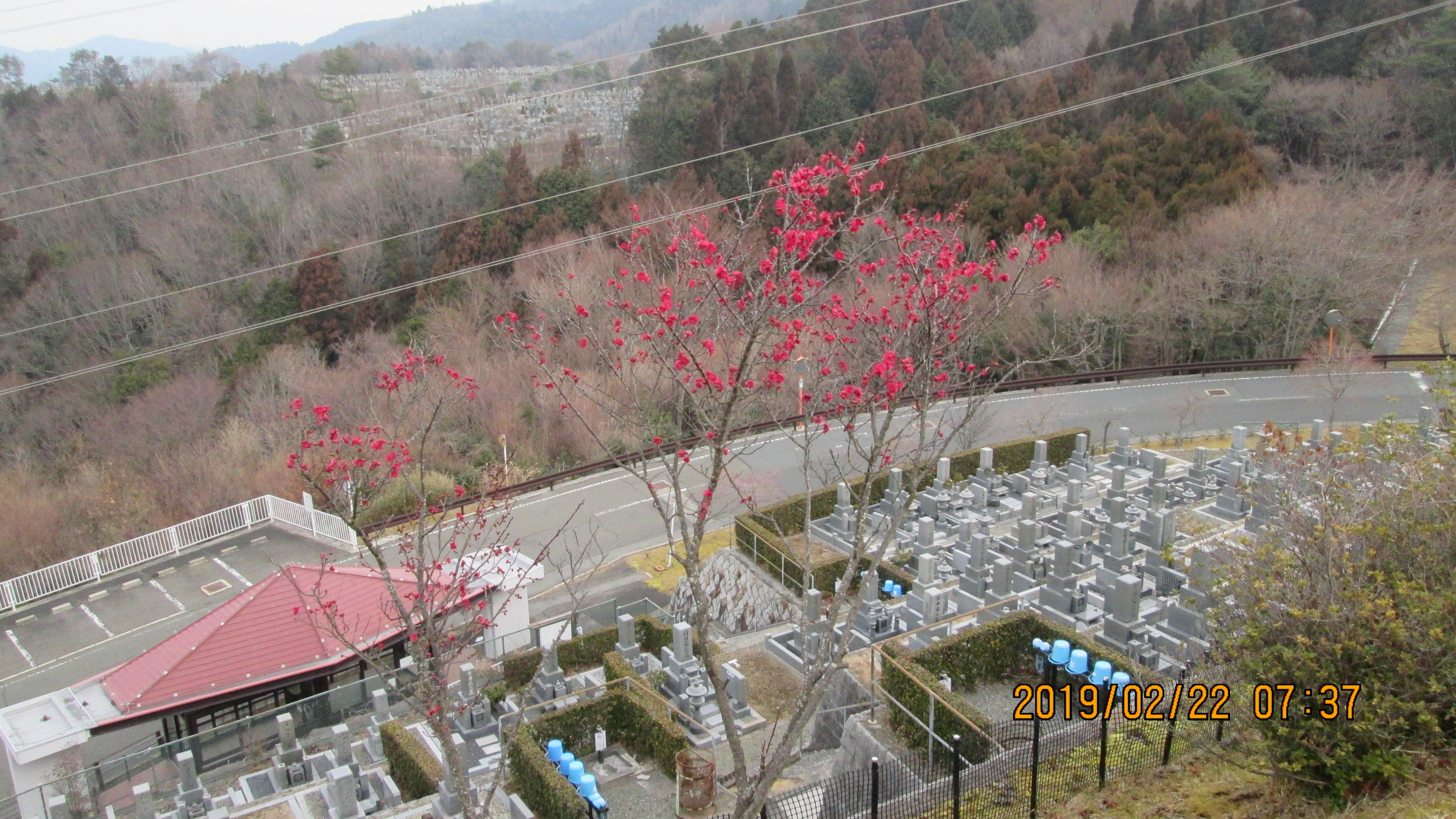 2番枝道～「梅の花」開花写真