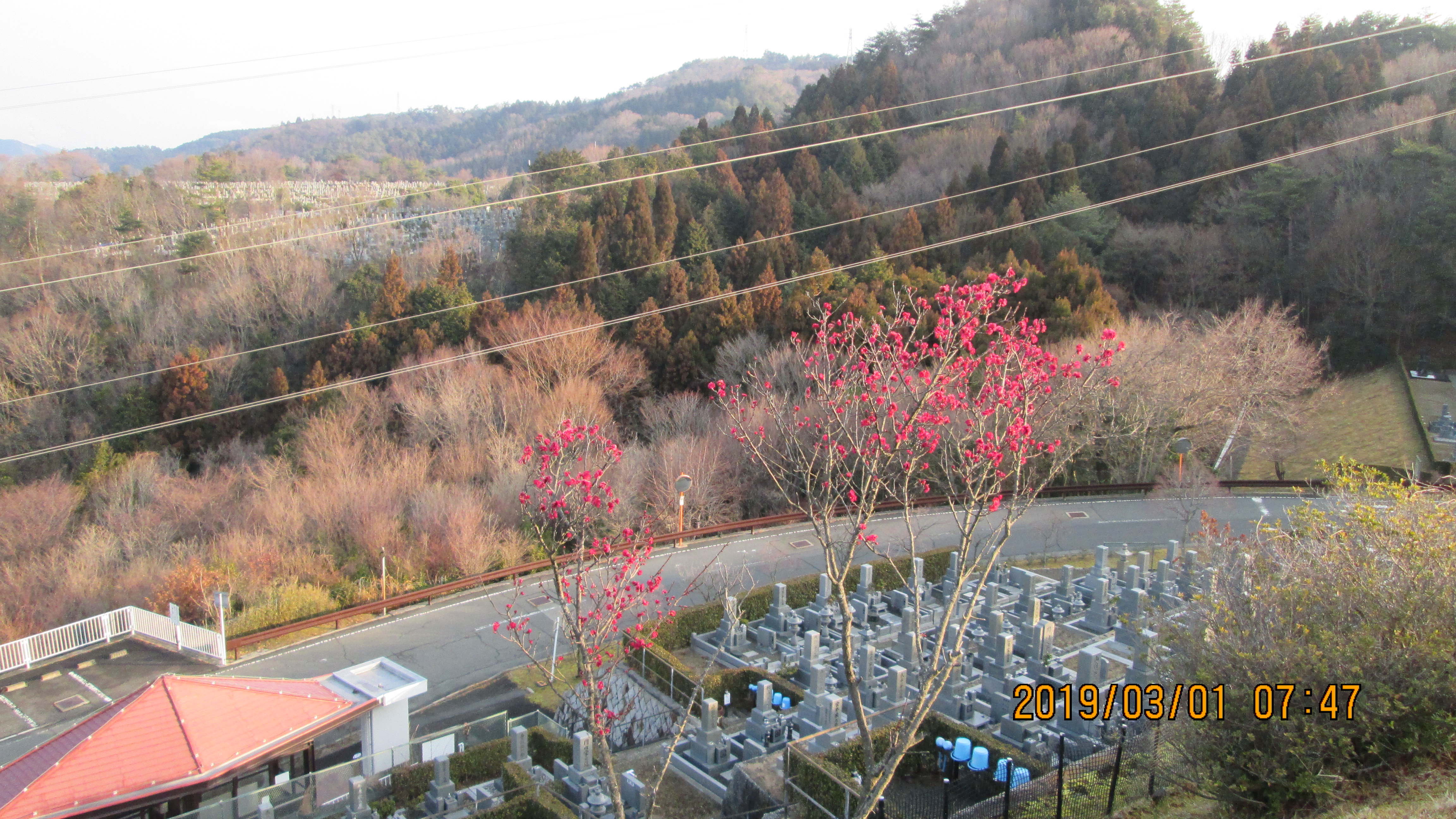 階段墓所：2番枝道「梅の花」