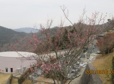 3番枝道・「梅の花」風景