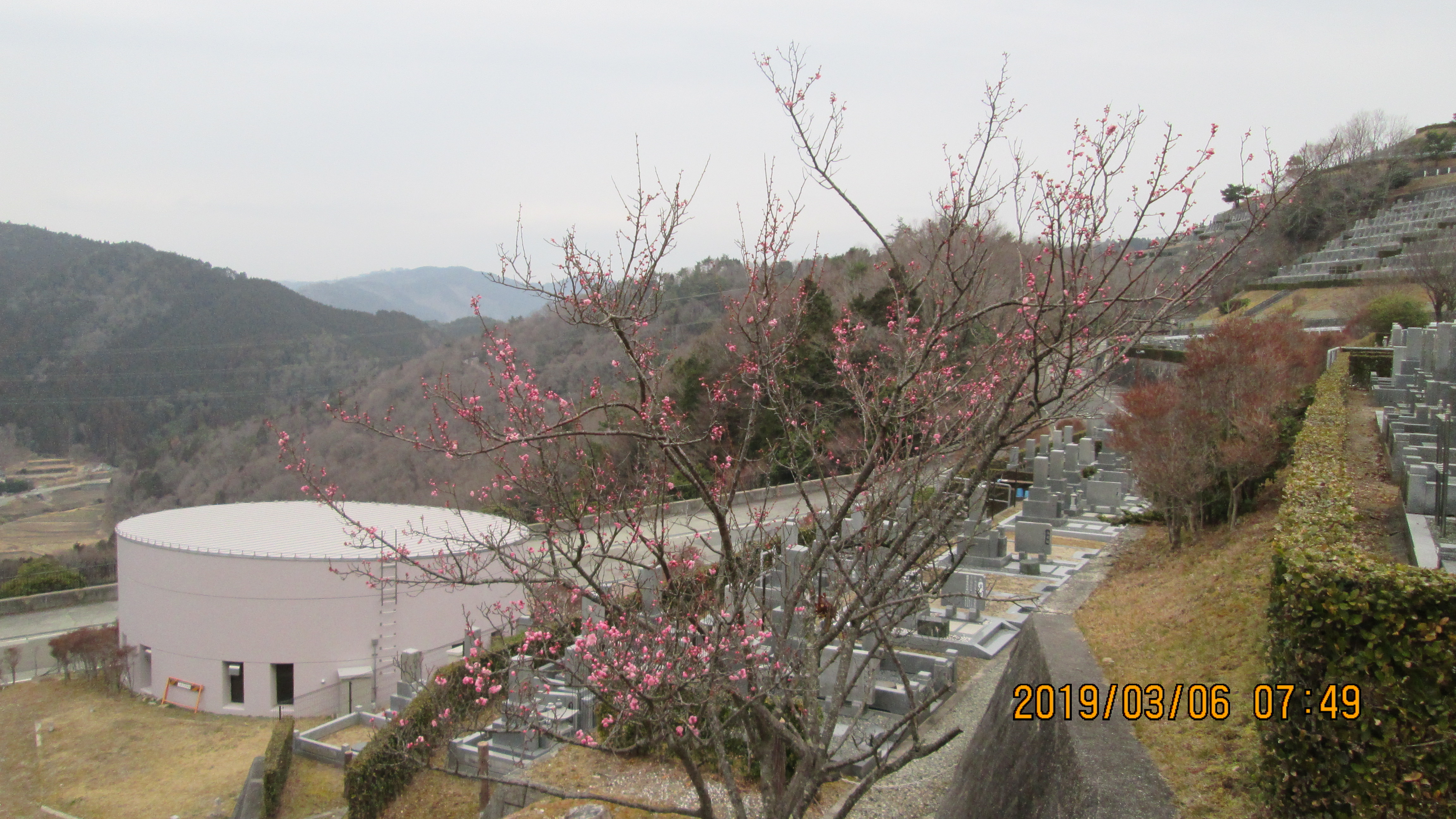 3番枝道・「梅の花」風景