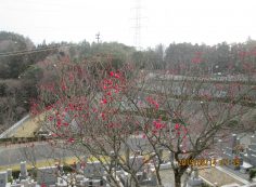  階段墓域・2番枝道「梅の花」風景