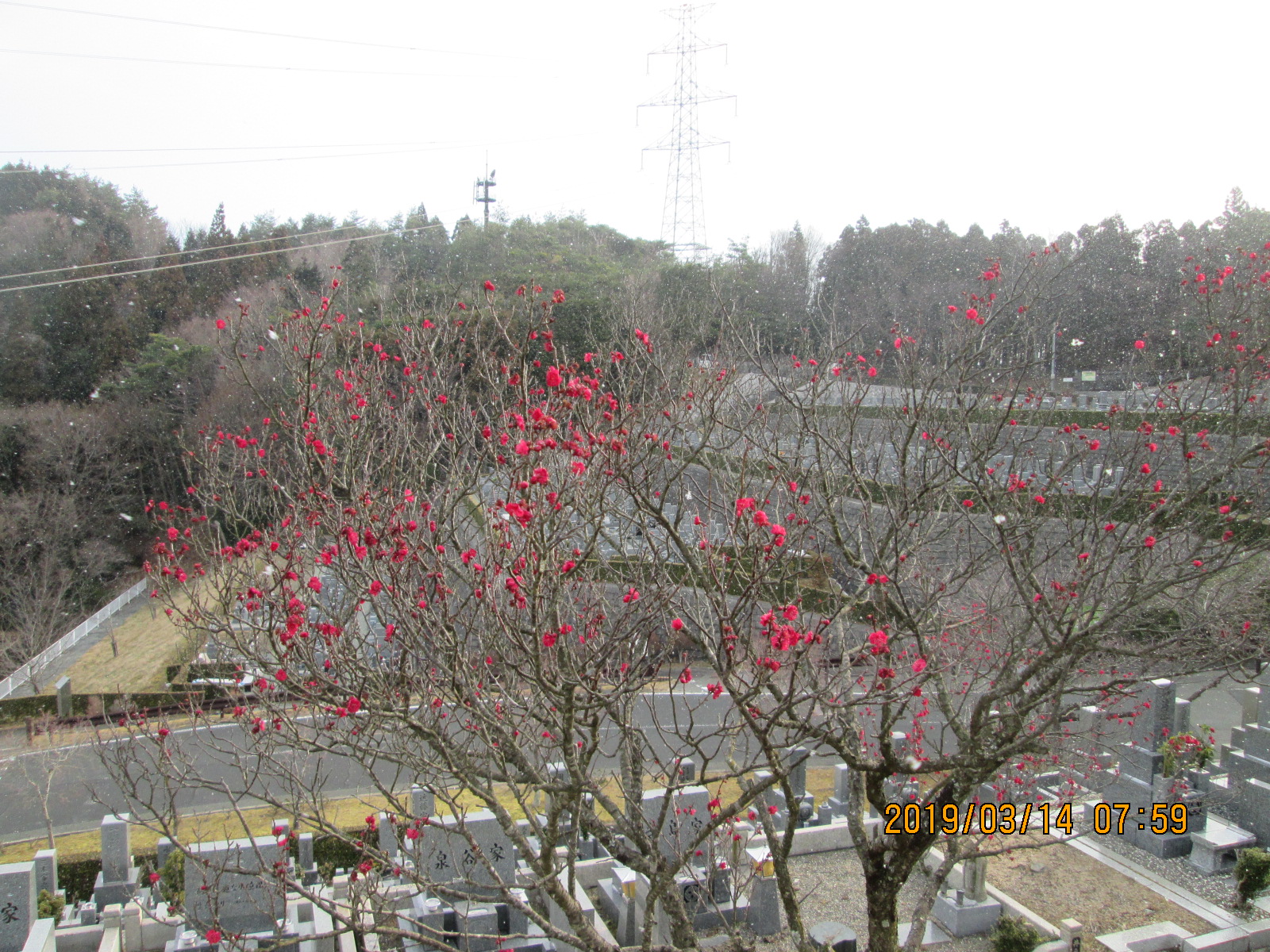  階段墓域・2番枝道「梅の花」風景