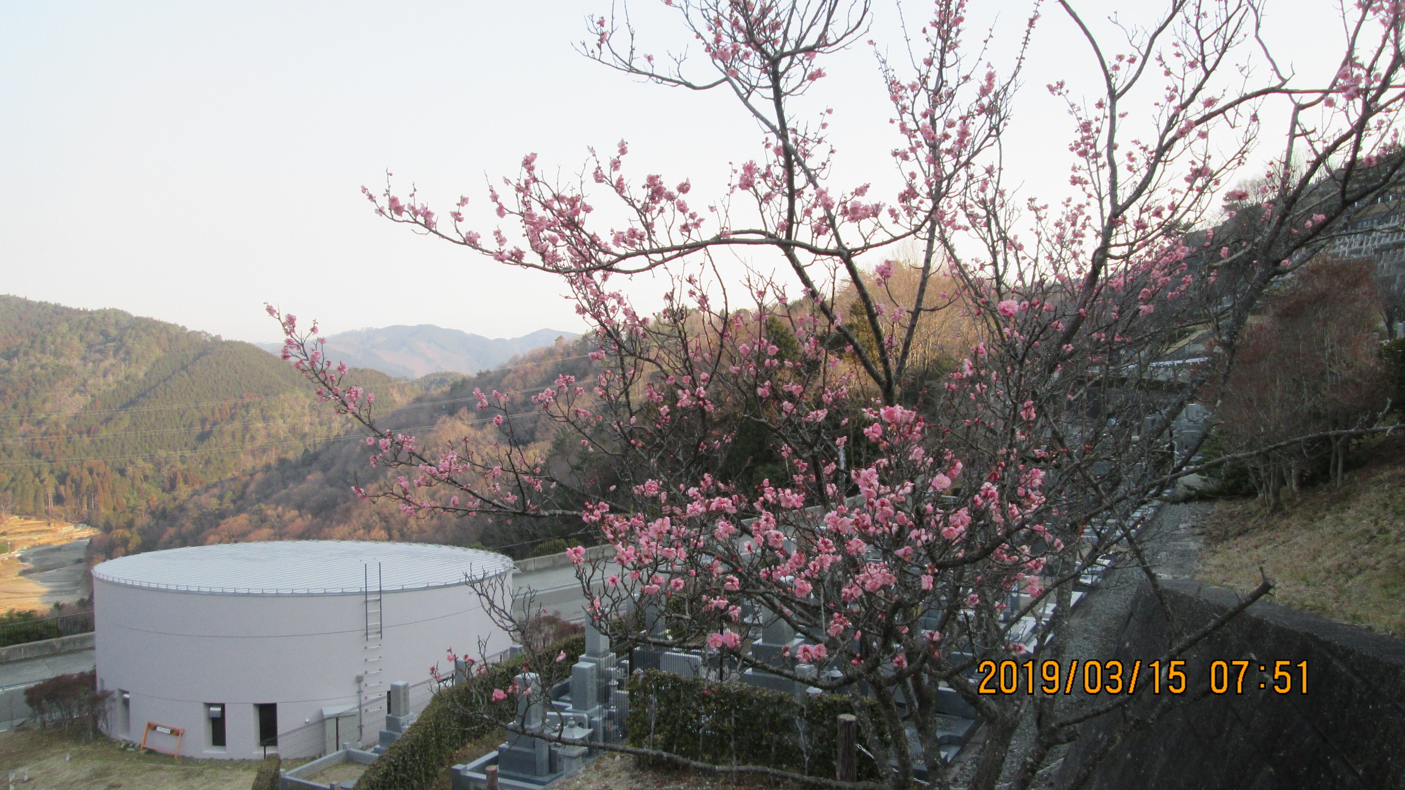 階段墓域・3番枝道「梅の花」風景