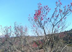 階段墓所・2番枝道風景「梅の花」