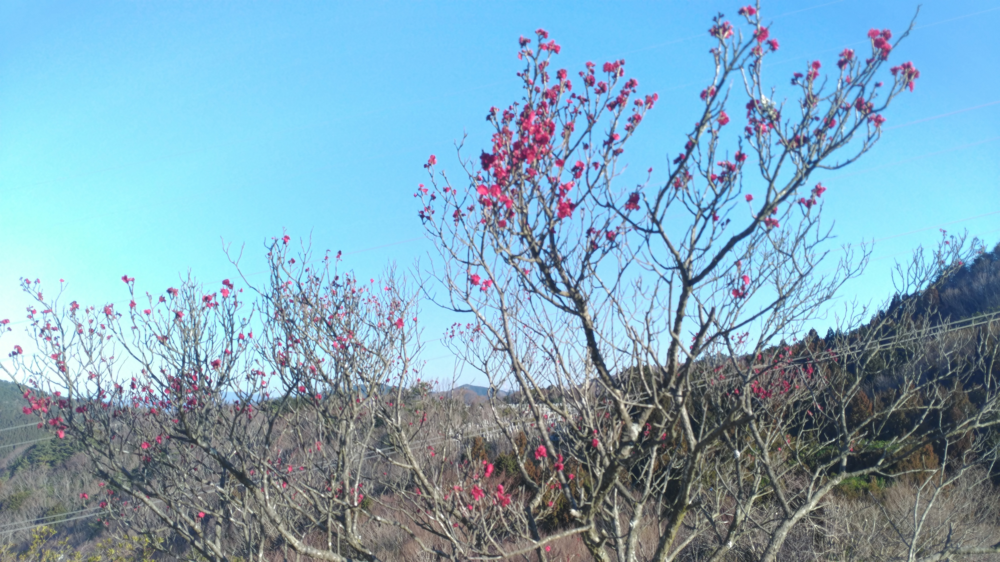 階段墓所・2番枝道風景「梅の花」