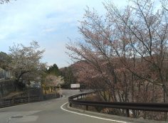 バス通り・6区バス停手前風景