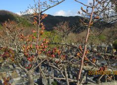 バス通り・5区1番墓所「桜」風景