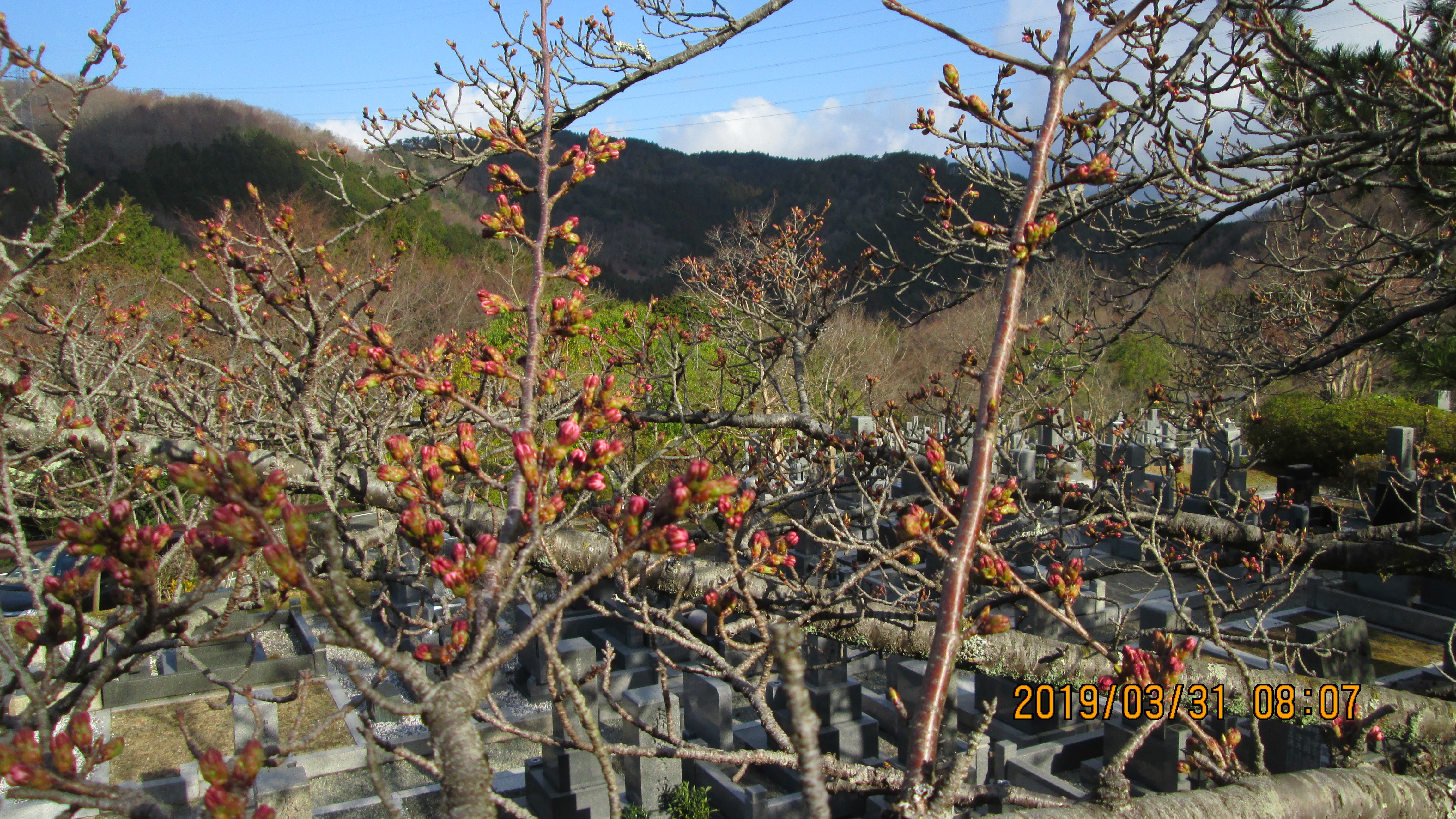 バス通り・5区1番墓所「桜」風景