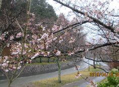 10区8番枝道入口・「桜」風景