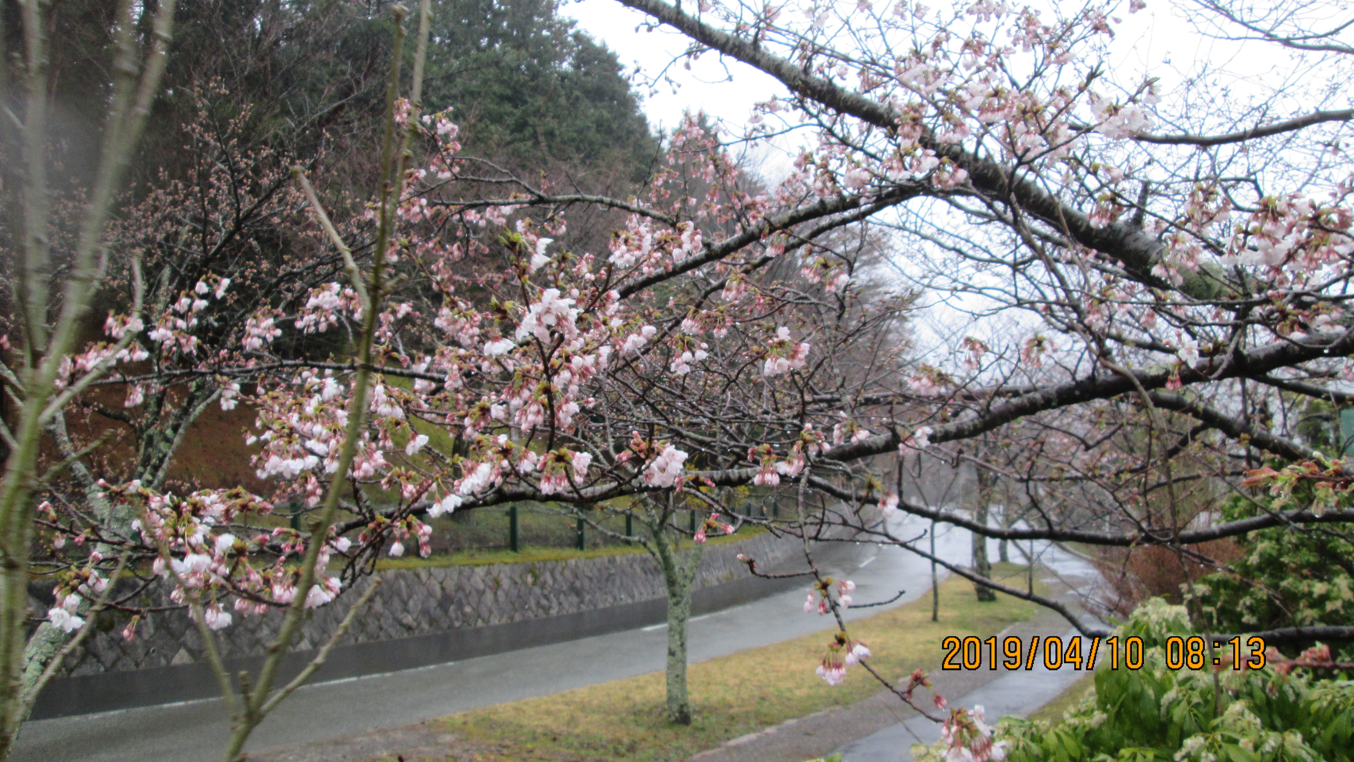 10区8番枝道入口・「桜」風景