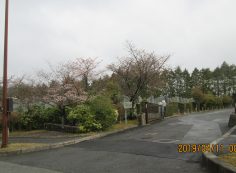 10区8番枝道入口・「桜」風景