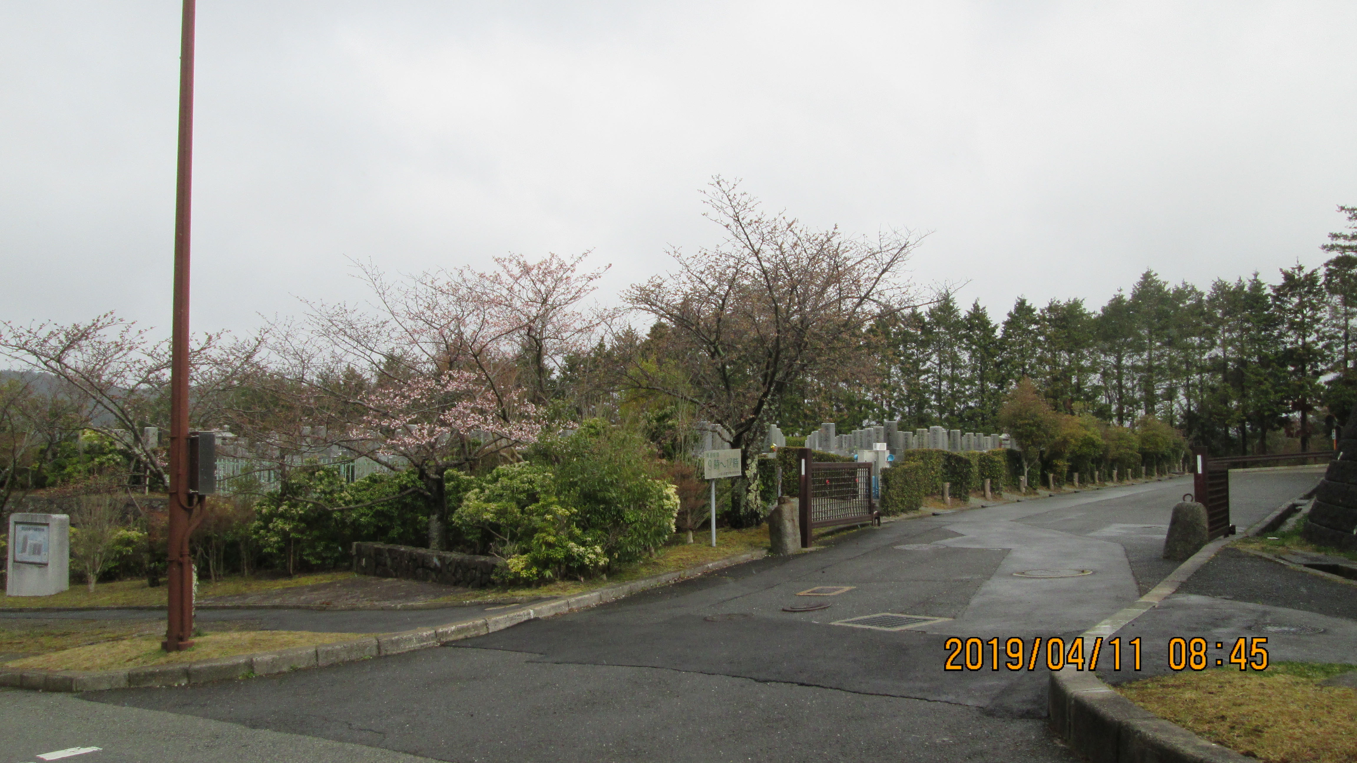 10区8番枝道入口・「桜」風景