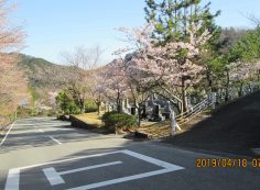 バス通り・5区1番墓域「桜」風景