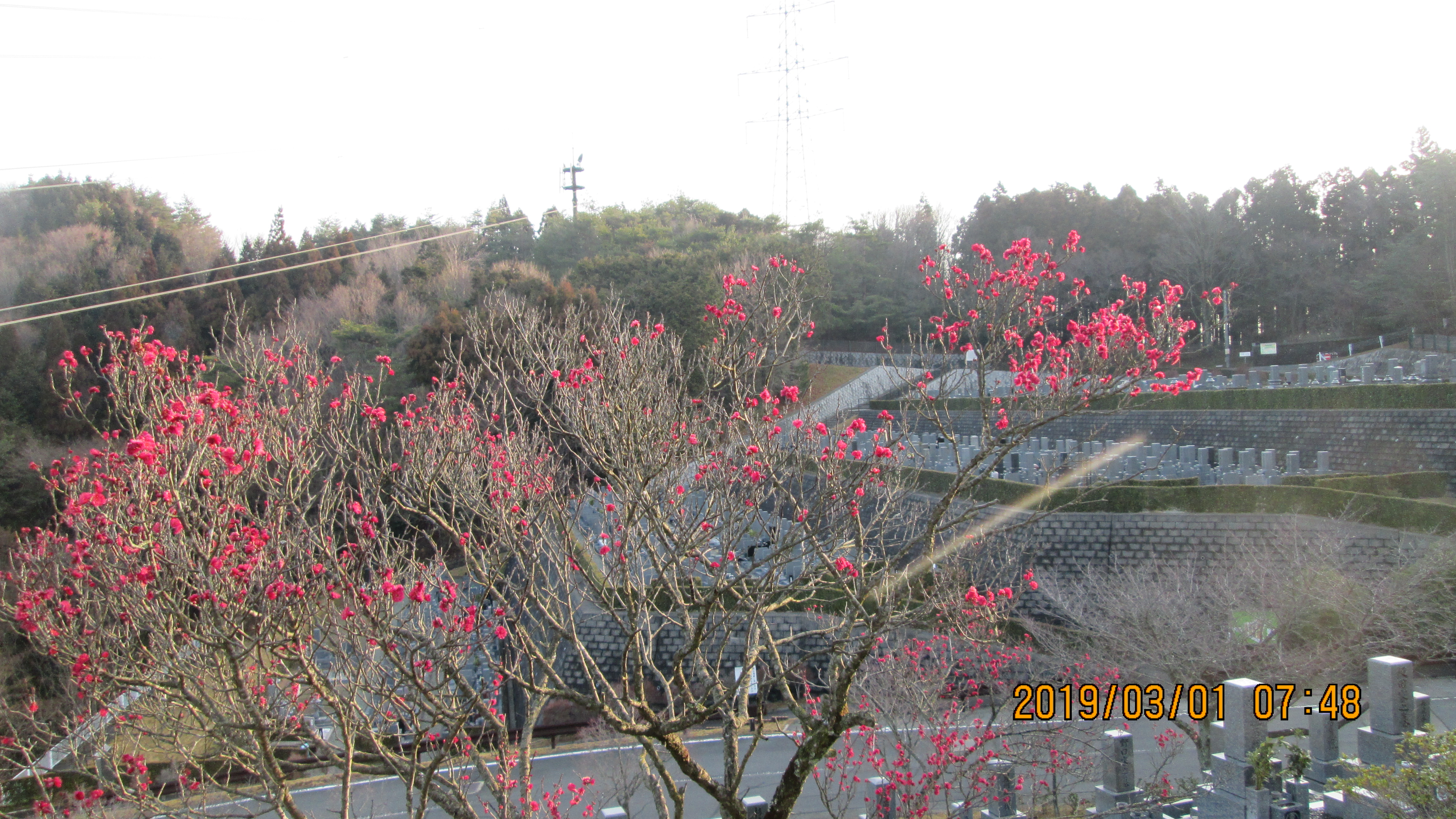 階段墓所：2番枝道「梅の花」